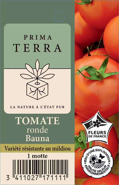 Tomate ronde Bauna