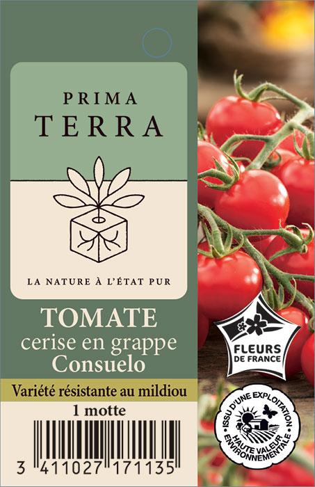Tomate cerise en grappe Consuelo