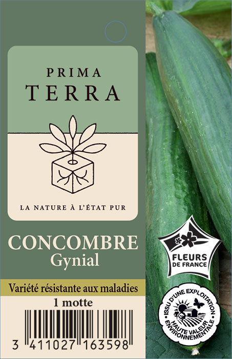 Concombre Gynial