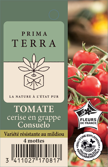 Tomate cerise en grappe Consuelo