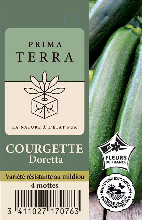 Courgette Doretta
