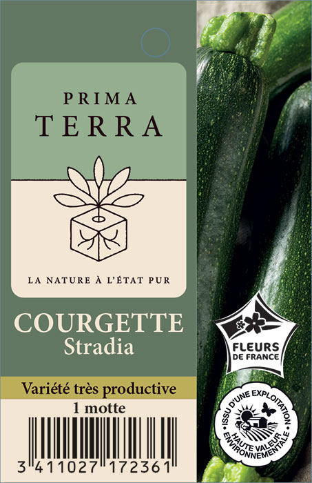 COURGETTE  STRADIA