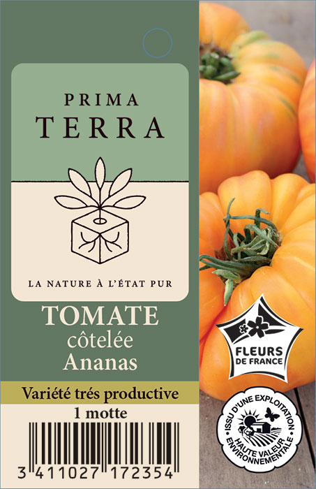 TOMATE côtelée ANANAS