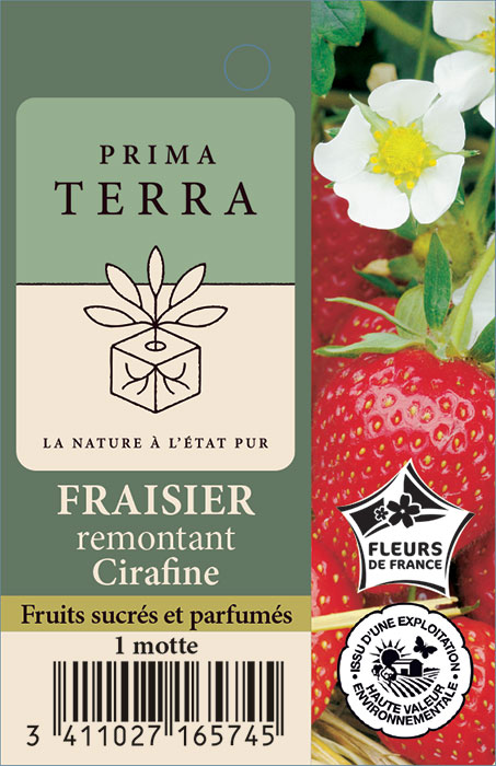 Fraisier remontant Cirafine