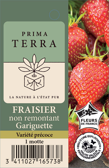 Fraisier non remontant Gariguette