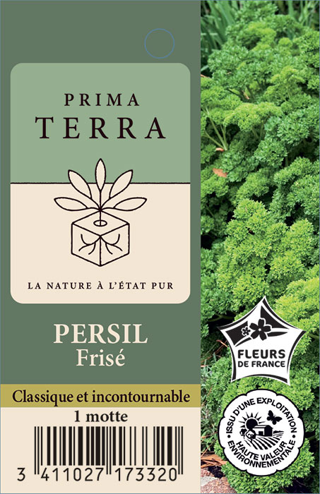 Persil Frisé