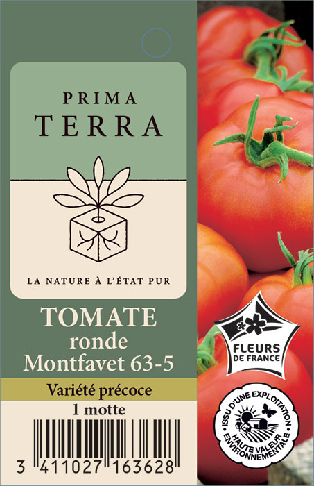 Tomate ronde Montfavet 63-5