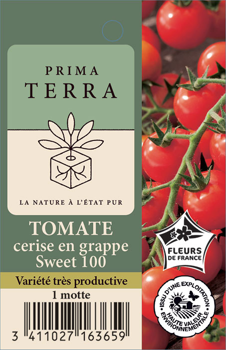Tomate cerise en grappe Sweet 100