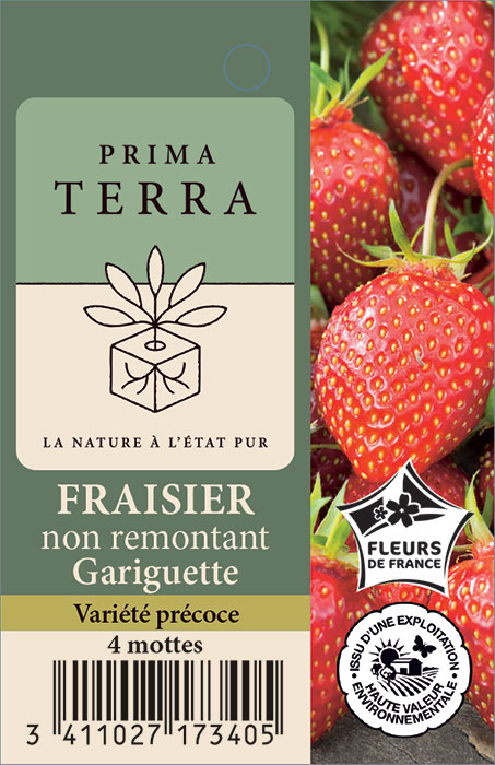 Fraisier non remontant Gariguette