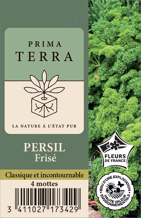 Persil Frisé