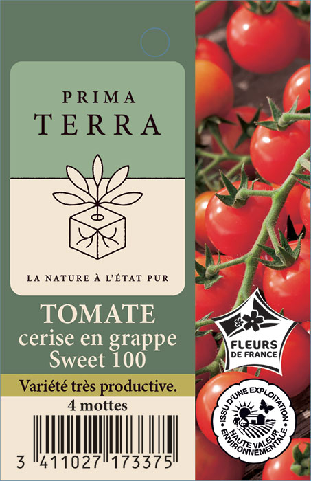 Tomate cerise en grappe Sweet 100