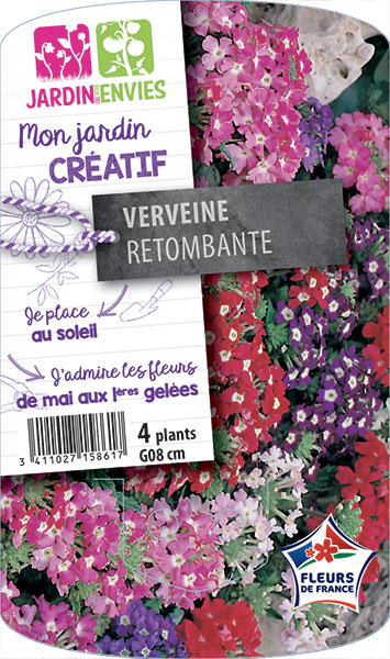 Verveine Retombante