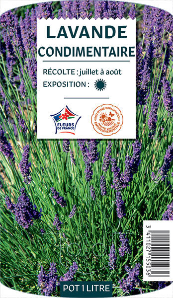 Lavande Condimentaire - NO NAME