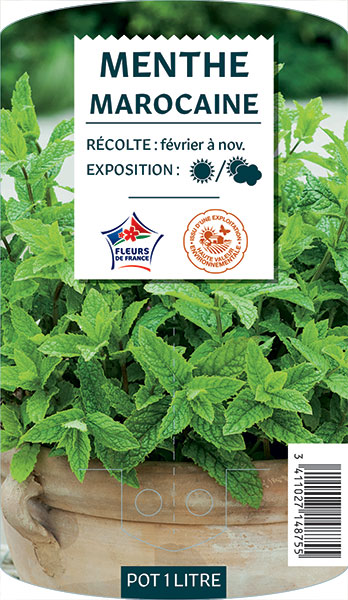 Menthe Marocaine - NO NAME