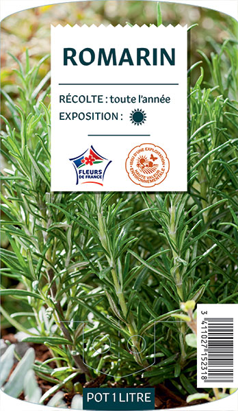 Romarin  - NO NAME