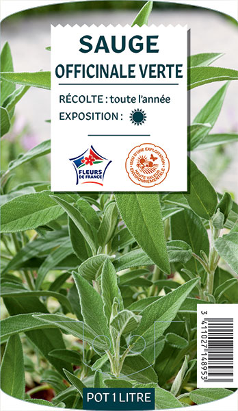 Sauge Officinale Verte - NO NAME