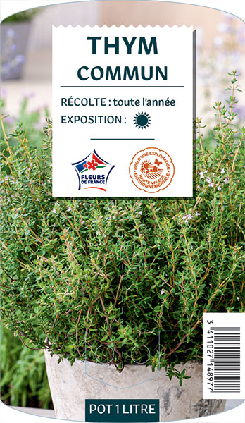 Thym Commun - NO NAME