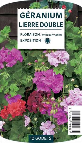 Géranium Lierre Double - NO NAME