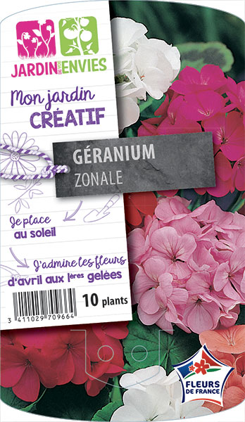 Géranium Zonale JDV