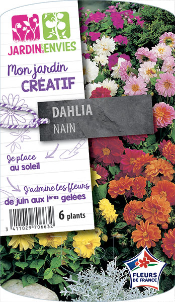 Dahlia nain