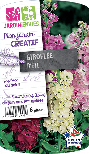 Giroflée d'été