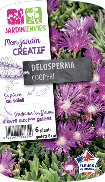 Delosperma Cooperi