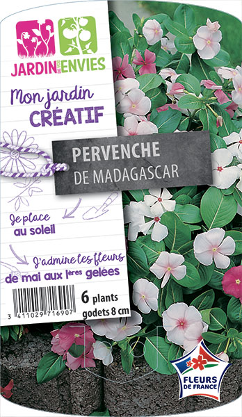 Pervenche de Madagascar