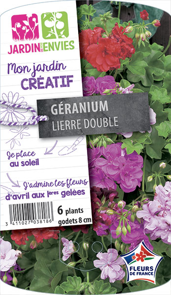 Géranium lierre double