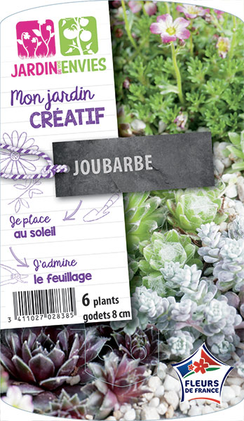 Jourbarbe