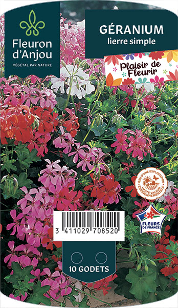 GÉRANIUM lierre simple FLA