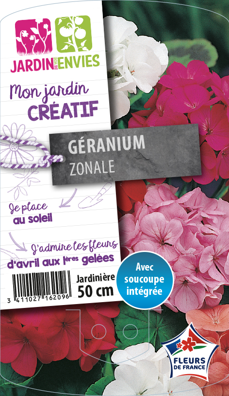 Géranium zonale