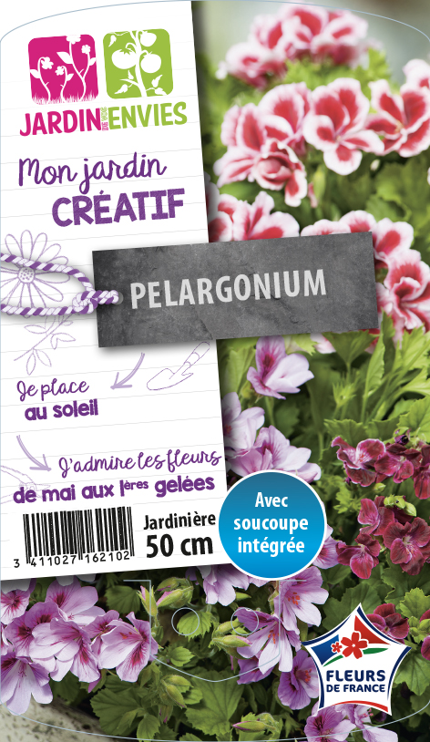 Pelargonium