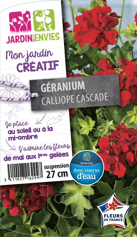 Géranium Calliope Cascade