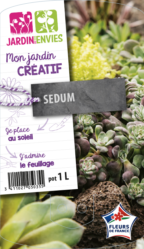 Sedum